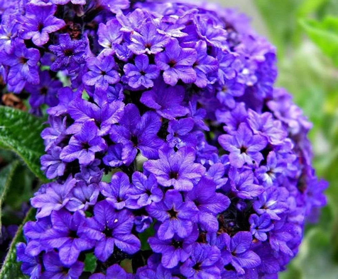 Heirloom Heliotrope Marine Flower Seeds, Non-GMO Fragrant Purple Blooms for Pollinator Garden Planting