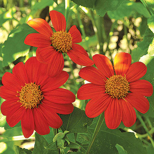 Heirloom Mexican Flower Seeds, Non-GMO Vibrant Blooms for Colorful Garden Planting