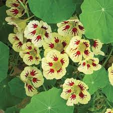 Cream Pink Nasturtium Flower Seeds for Planting - 100 pcs