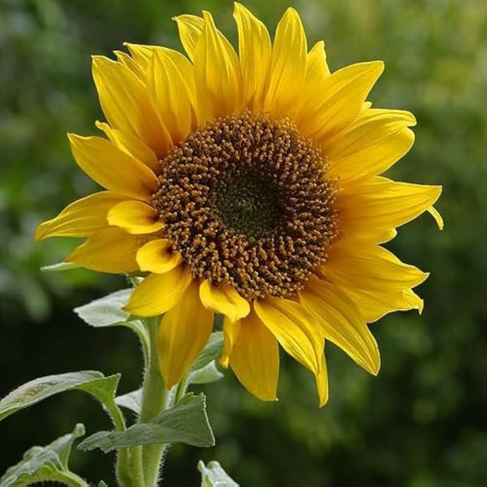 Yellow Sunflower Flower Seeds for Planting Giant Blooms 100 pcs