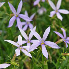 Blue Laurentia Flower Seeds for Planting - 100 pcs