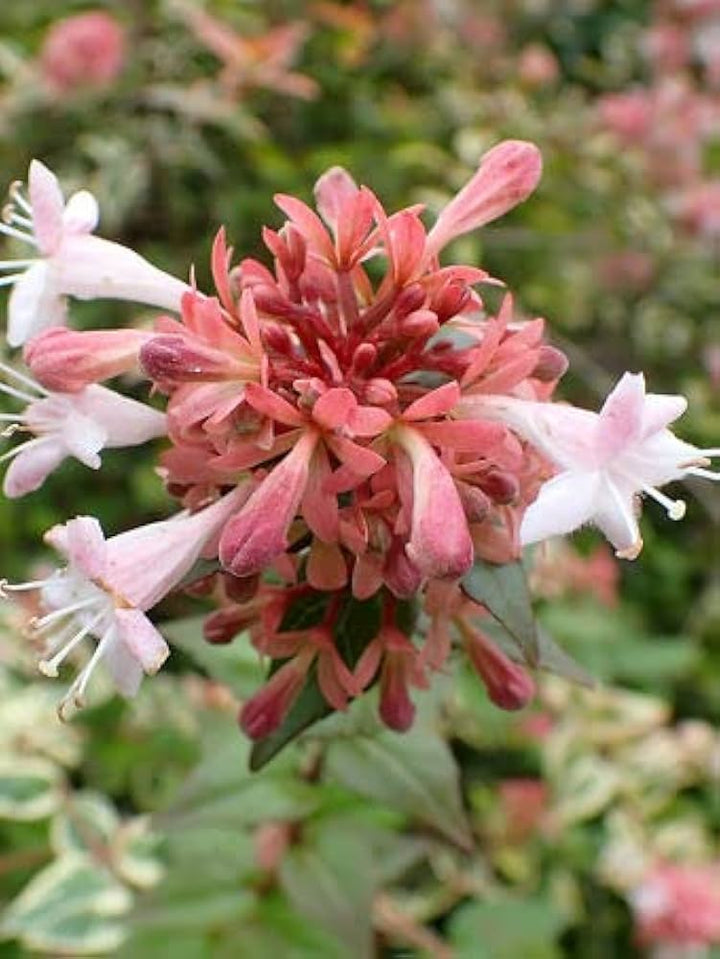 Multi-Colored Abelia Flower Seeds for Planting -Heirloom Seeds,Ideal for Home Gardens