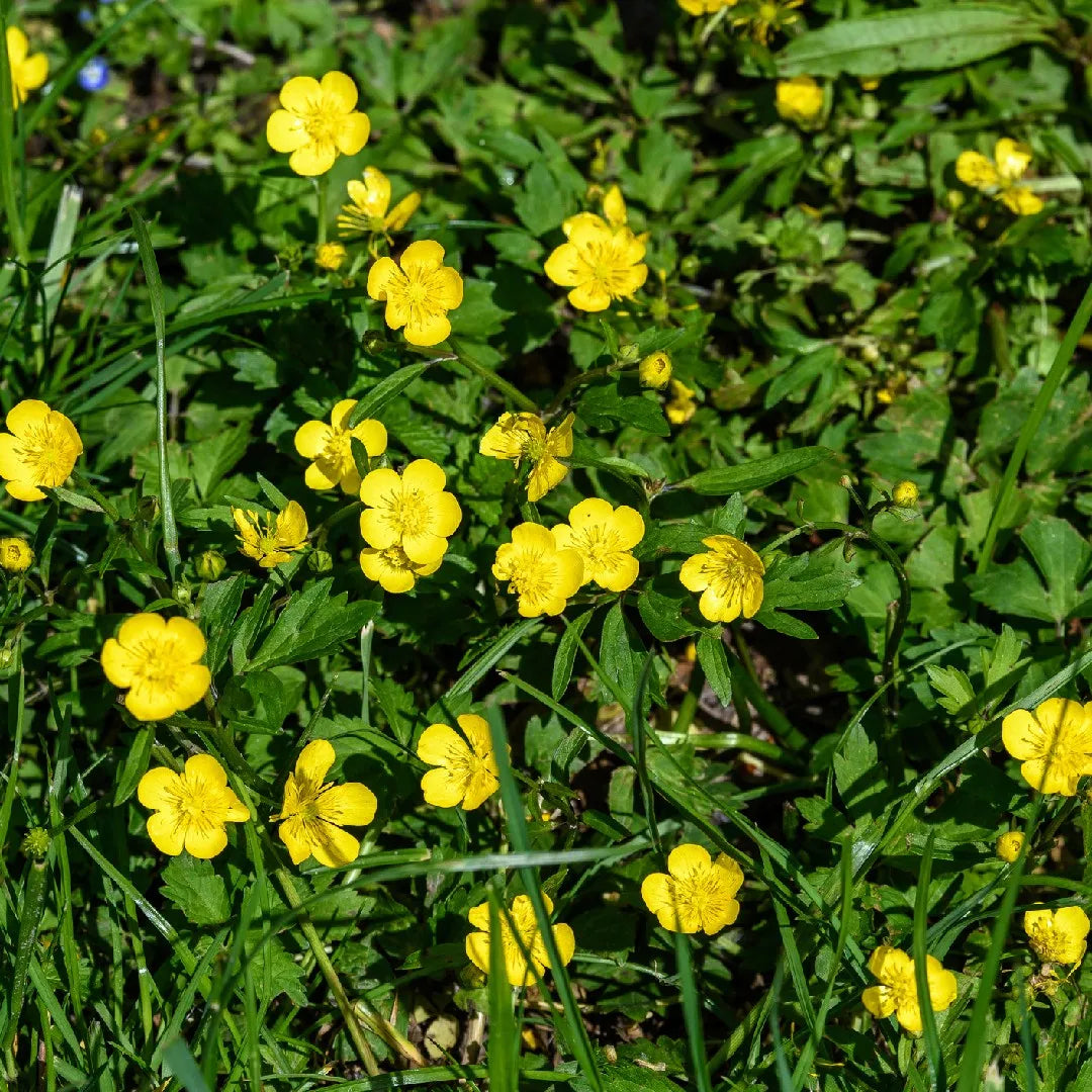 Yellow Buttercup Flower Seeds for Planting, 100 pcs