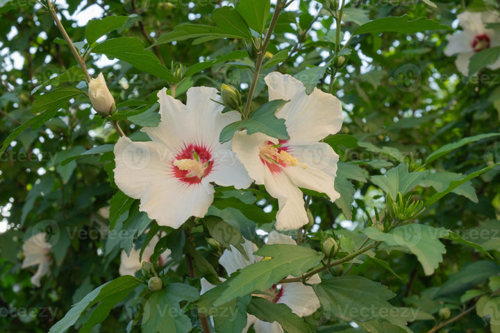 Syriacus blomsterfrø til udplantning, 100 stk