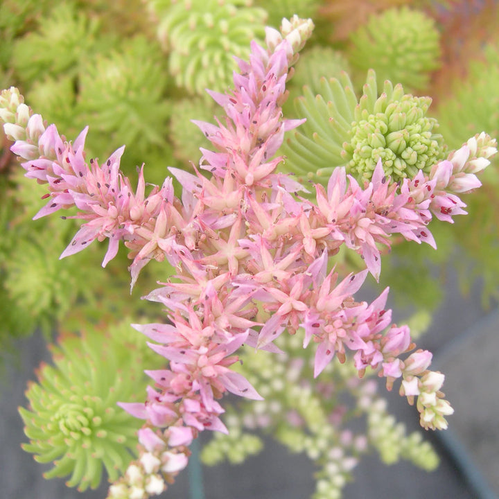 Heirloom Non-GMO Pink Green Sedum Seastar Flower Seeds for Planting – Unique Ground Cover Blooms
