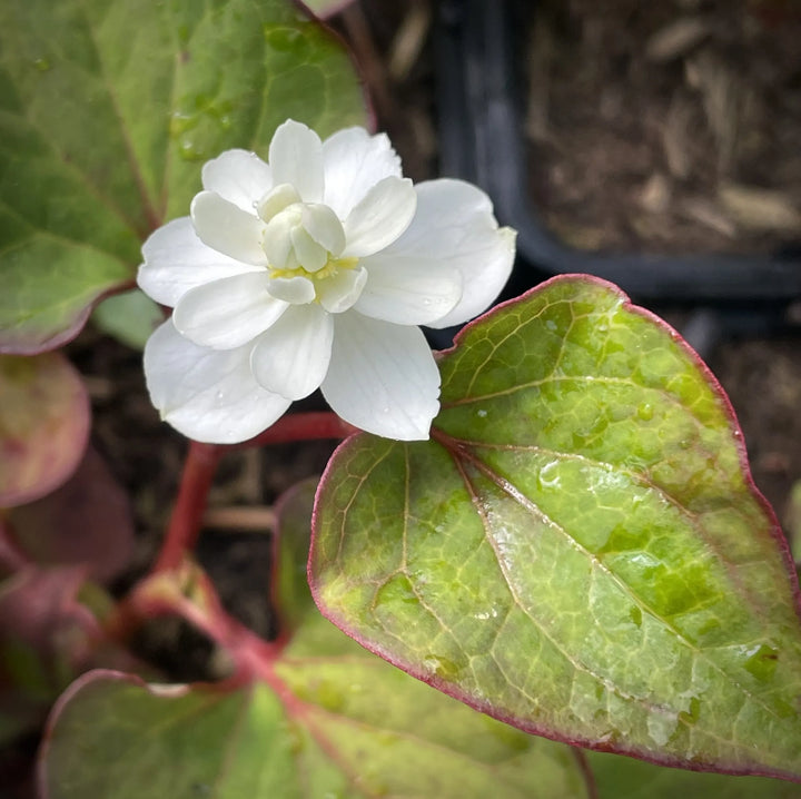 Heirloom Houttuynia Flower Seeds, Non-GMO Ornamental and Medicinal Blooms for Garden Planting