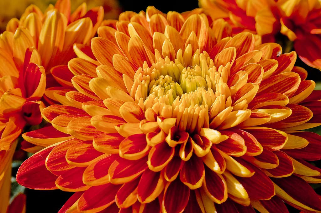 Chrysanthemum Flower Seeds Yellow Red for Planting 100 pcs