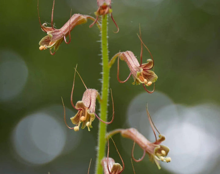 Tolmiea blomsterfrø til plantning - 100 stk