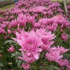 Light Pink Green Chrysanthemum Flower Seeds for Planting, 100 pcs