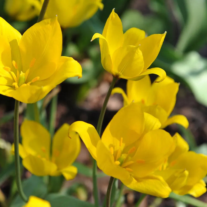 Tulipa Sylvestris frø til udplantning - 100 stk