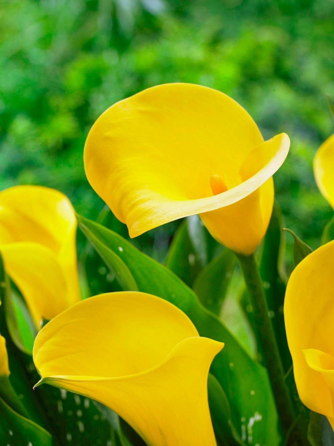 Gule Calla Blomsterfrø til udplantning - 100 stk