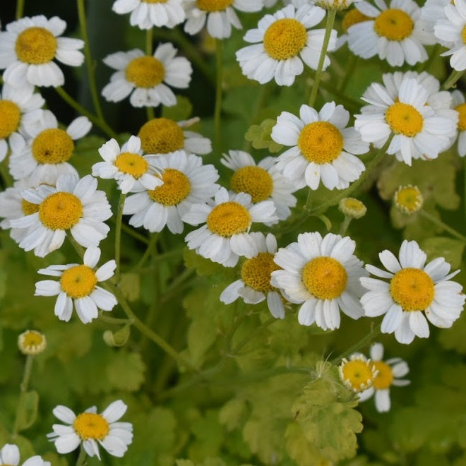 Feverfew Flower Seeds – Heirloom Non-GMO Medicinal Herb Seeds for Pollinator-Friendly Gardens