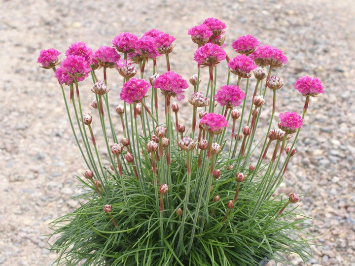 Pink Thrift Joystick Flower Seeds for Planting - 100 pcs