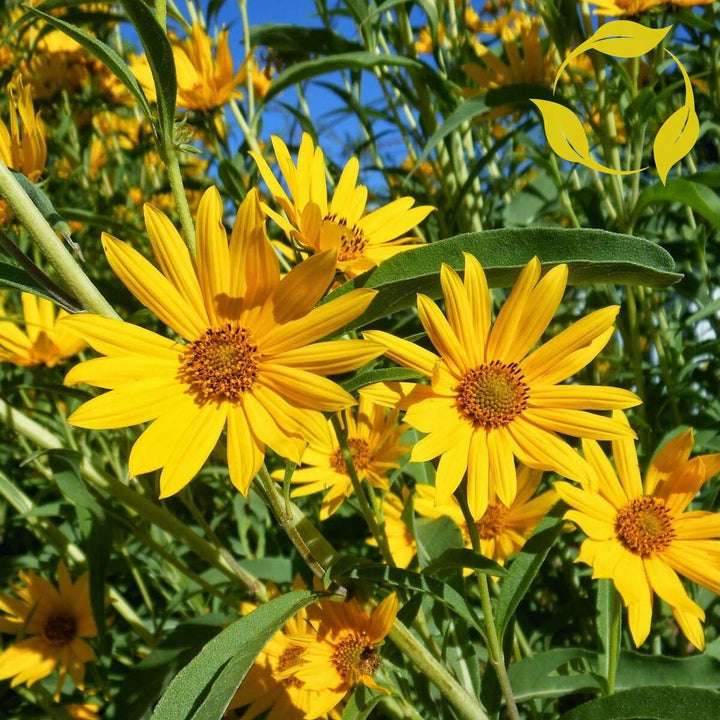 Gule Maximiliani blomsterfrø til udplantning, 100 stk