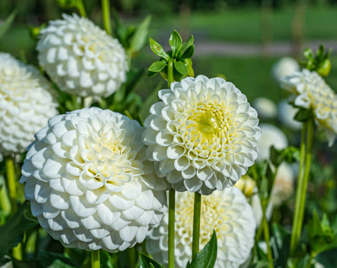 White Dahlia Seeds for Planting – Organic, Heirloom, Non-GMO Flower Seeds