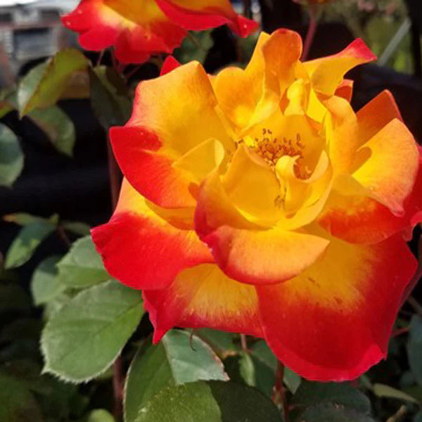Orange Yellow Rose Plant Seeds for Planting Non-GMO Heirloom Garden Seeds for Growing