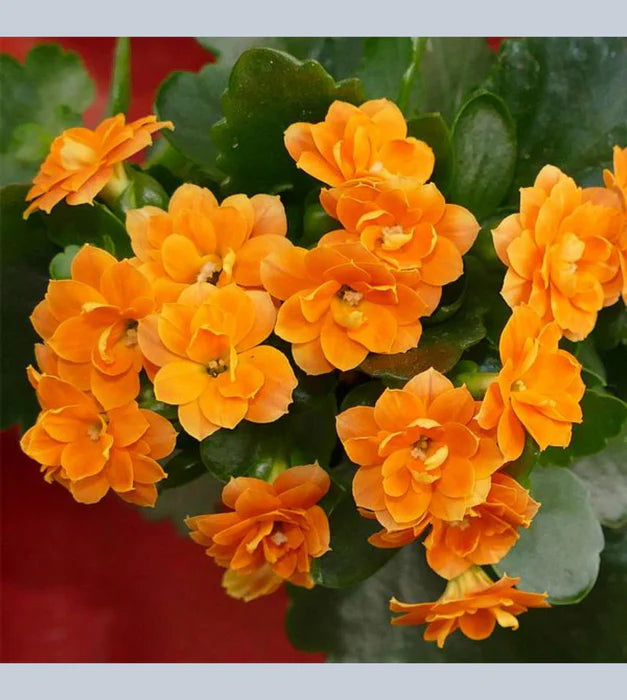 Heirloom Non-GMO Orange Kalanchoe Flower Seeds – Lively Garden Pots & Indoor Planting