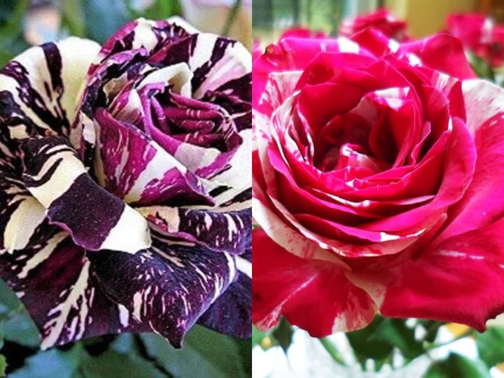 Mix Dragon Rose Flower Seeds for Planting - 100 pcs