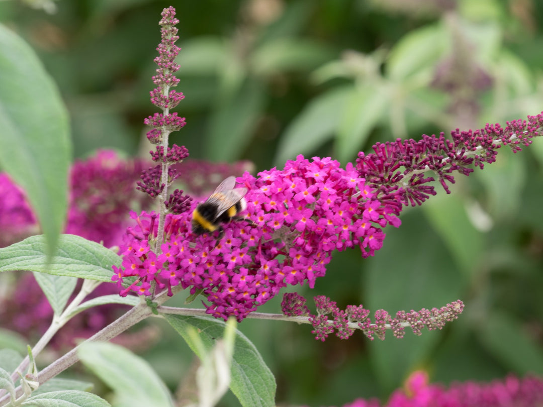 Miss Ruby Pink Flower Seeds for Planting – Organic, Heirloom, Non-GMO Garden Seeds