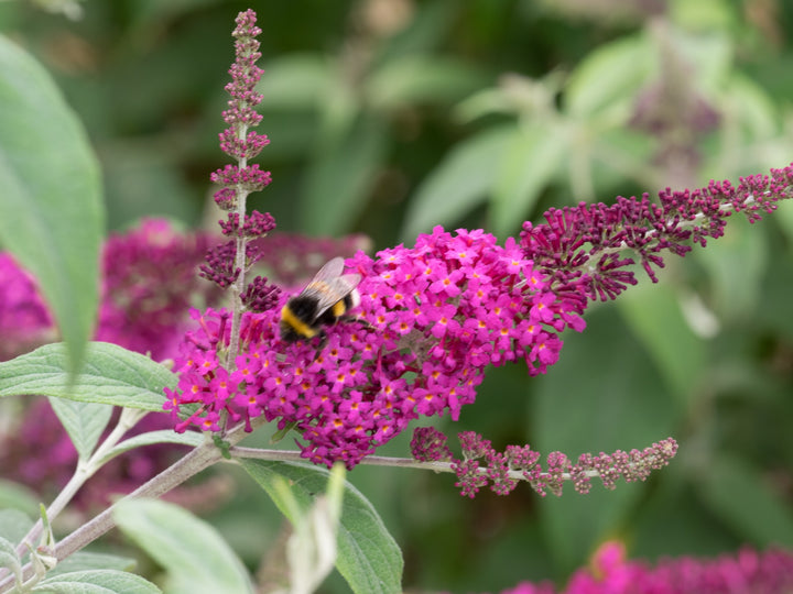 Miss Ruby Pink Flower Seeds for Planting – Organic, Heirloom, Non-GMO Garden Seeds