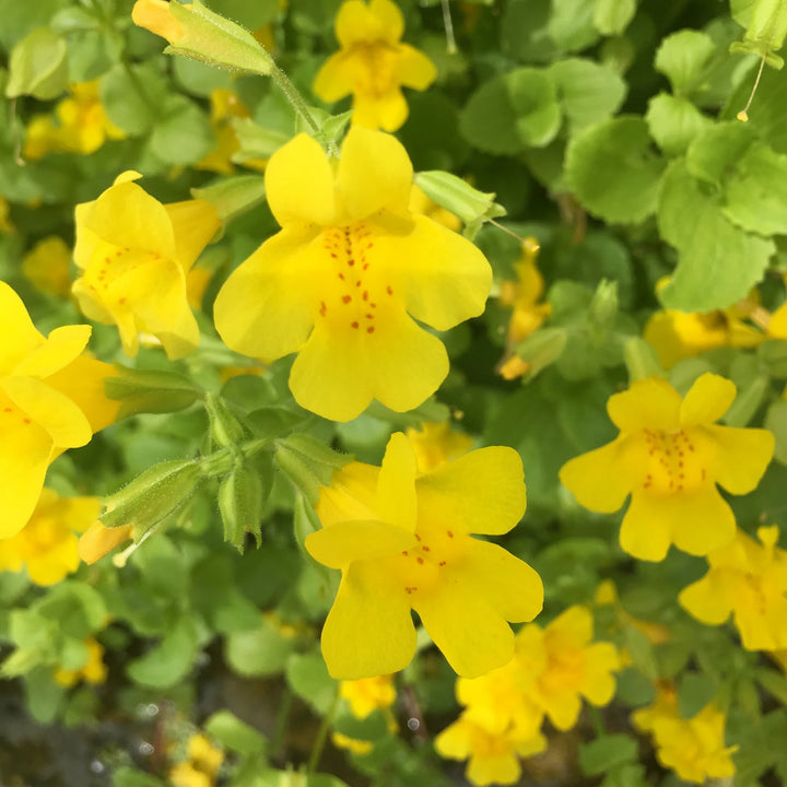 Heirloom Mimulus Guttatus Flower Seeds – Non-GMO Yellow Monkey Flower for Wetland Garden Planting