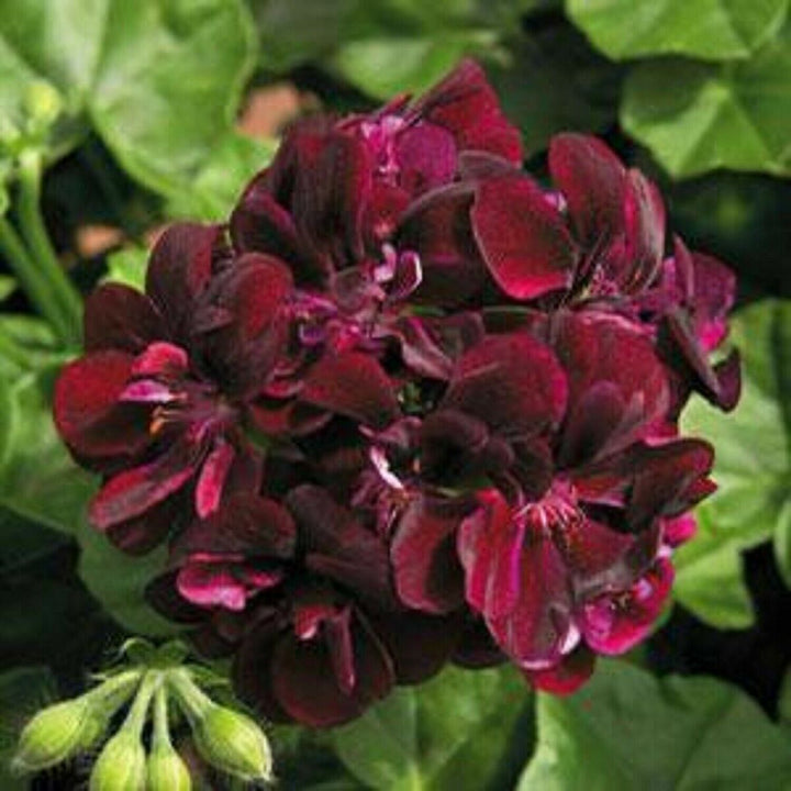 Geranium Dark Burgundy Seeds – Heirloom Non-GMO Organic Flower Seeds for Planting – High Germination Garden Seeds