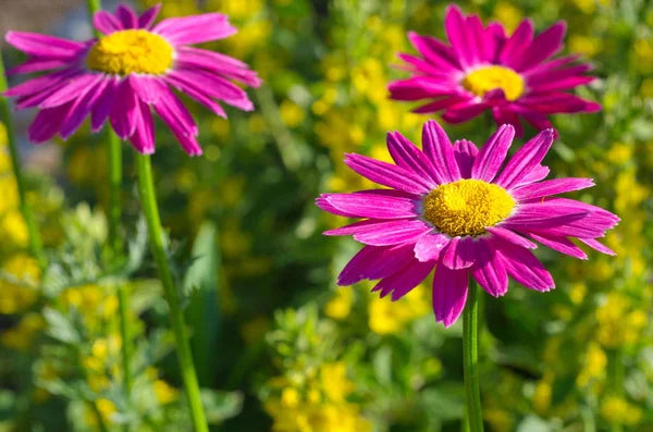 Heirloom Non-GMO Pink Pyrethrum Flower Seeds – Natural Pest-Repellent Blooms for Garden Plantin