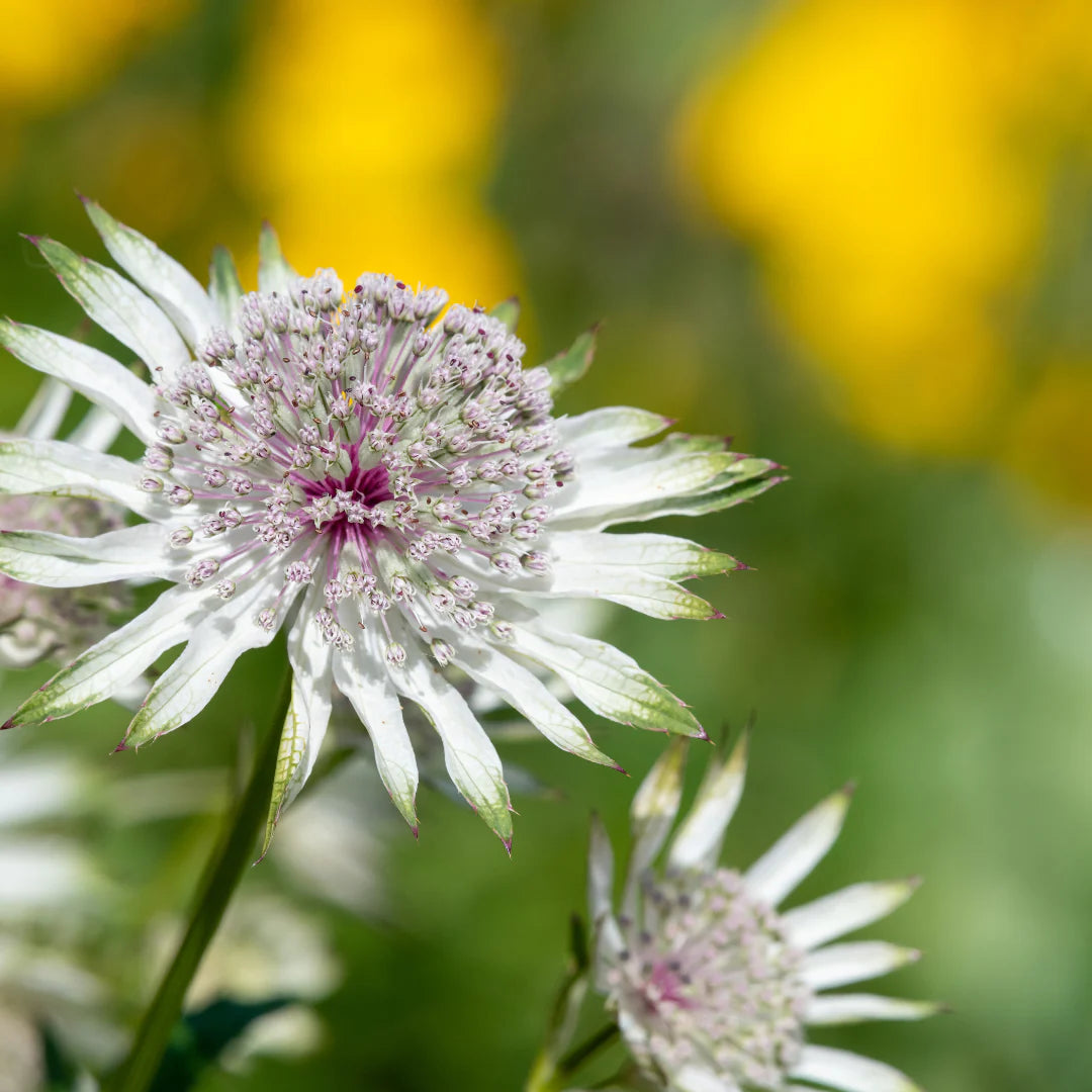 Astrantia blomsterfrø til plantning - 100 stk