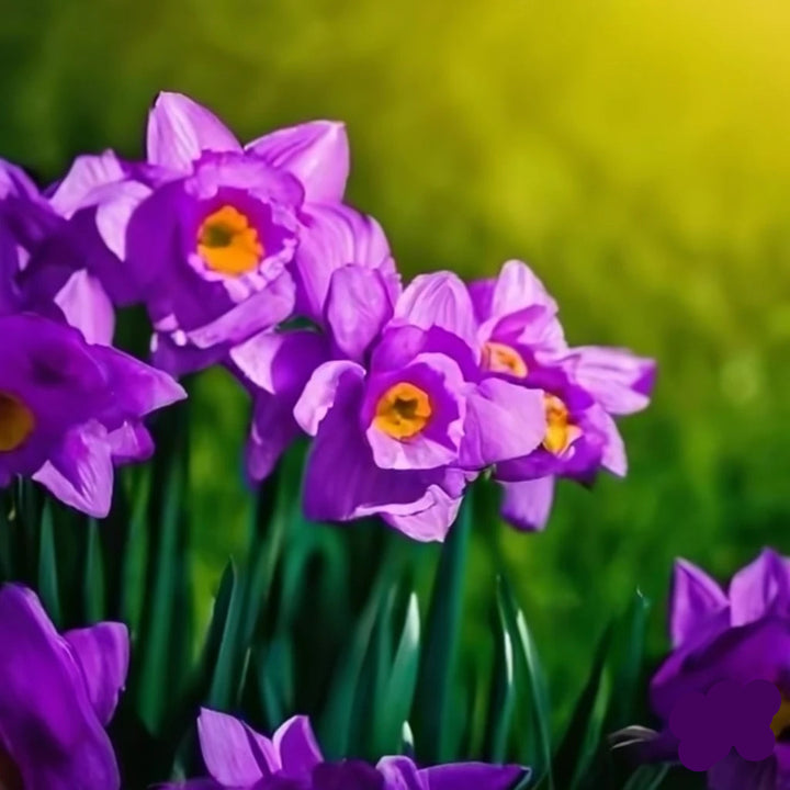 Violet  Daffodils Flower Seeds for Planting – Non-GMO, Heirloom, Vibrant Blooms