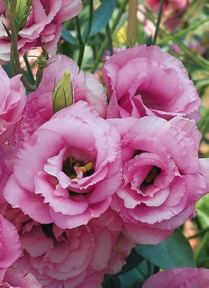 Pink Lisianthus Flower Seeds for Planting - Heirloom, NON-GMO Seeds - Beautiful Garden Blooms