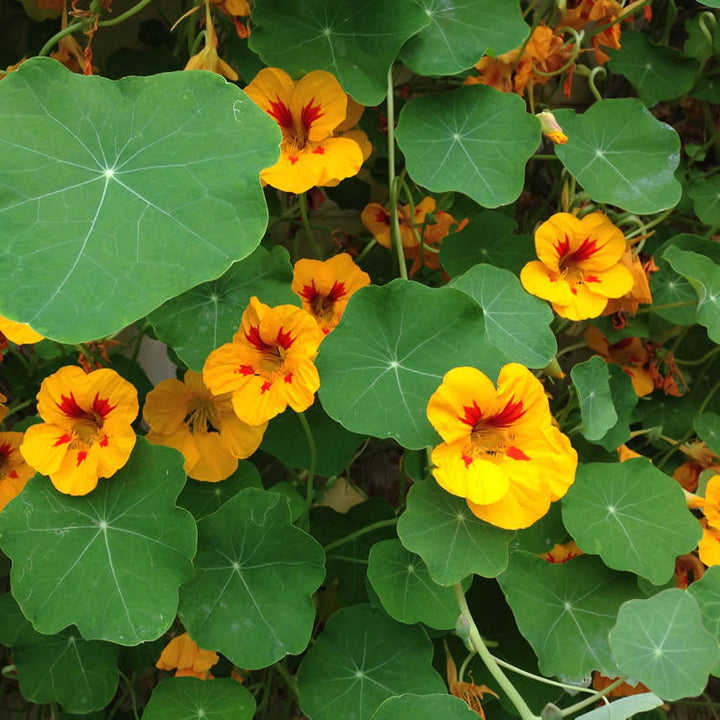 Yellow Red Nasturtium Flower Seeds for Planting, 100 pcs