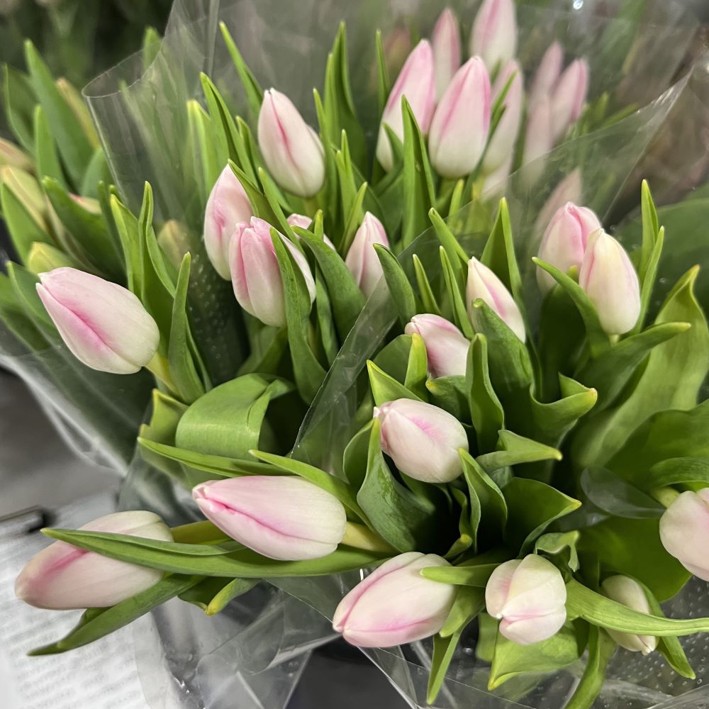 Baby Pink Tulipan Blomsterfrø til udplantning, 100 stk