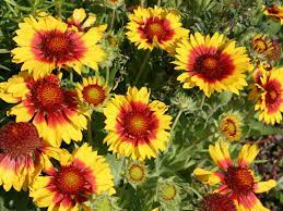 Yellow Gaillardia Seeds for Planting - 100 pcs