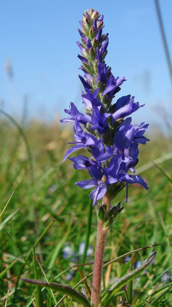 Veronica Spicata Blomsterfrø til udplantning, 100 stk