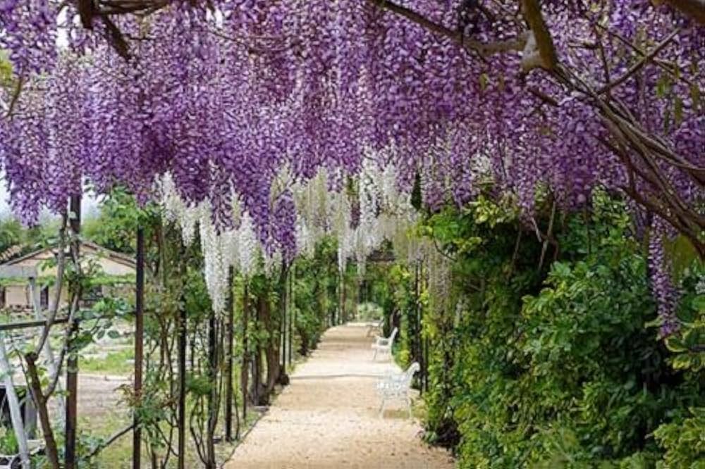 Wisteria lilla blomsterfrø til plantning - 100 stk