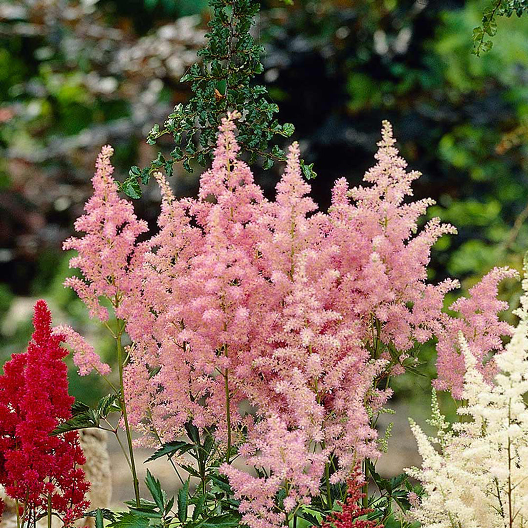 Pink Astilbe frø til plantning - 100 stk