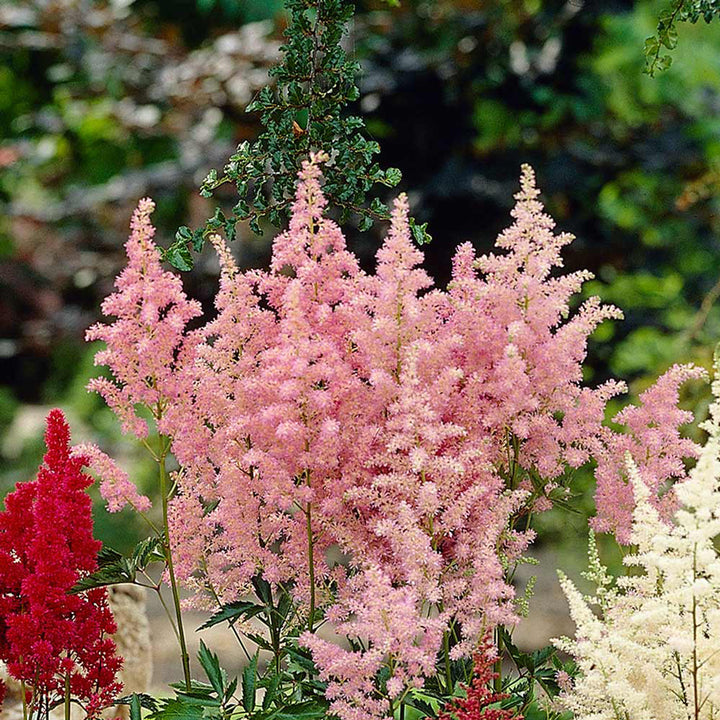 Pink Astilbe frø til plantning - 100 stk