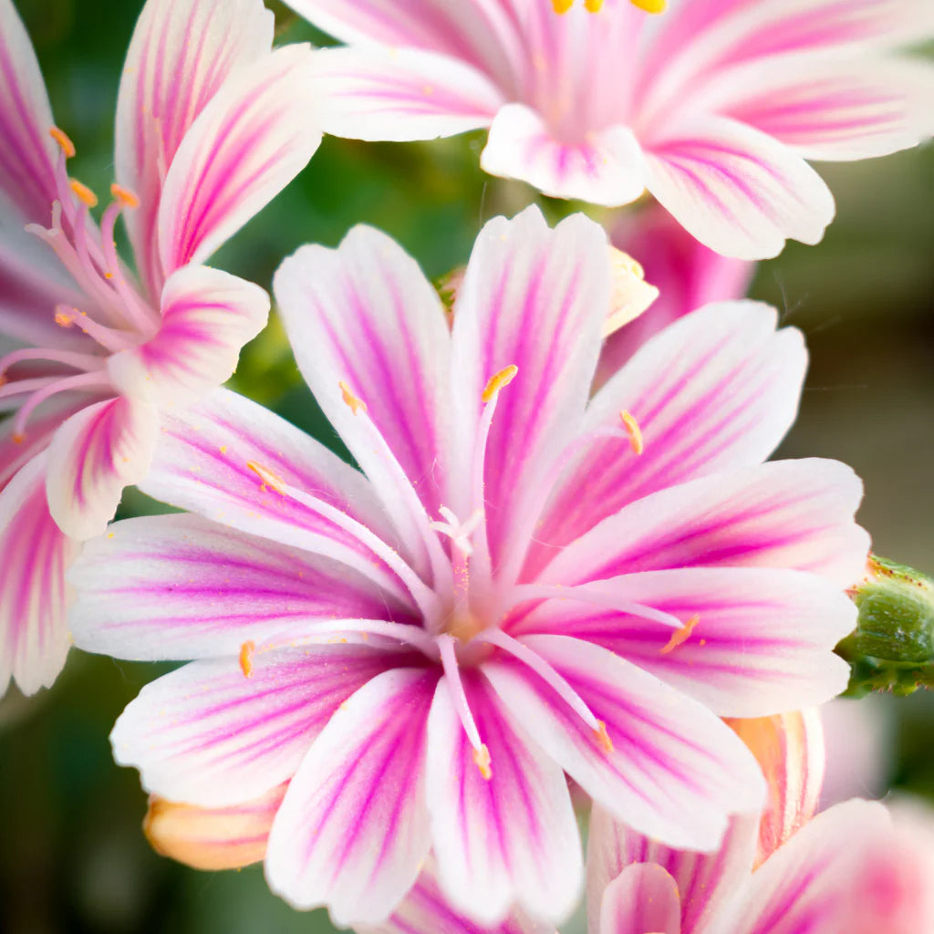 Heirloom Non-GMO Pink Lewisia Flower Seeds – Rock Gardens & Charming Bloom Displays