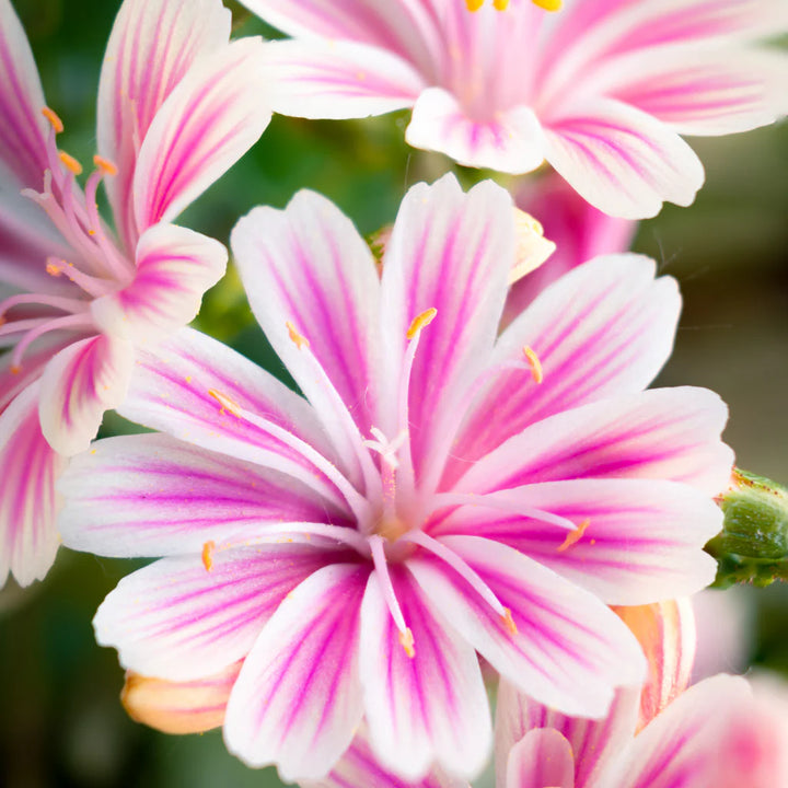 Heirloom Non-GMO Pink Lewisia Flower Seeds – Rock Gardens & Charming Bloom Displays