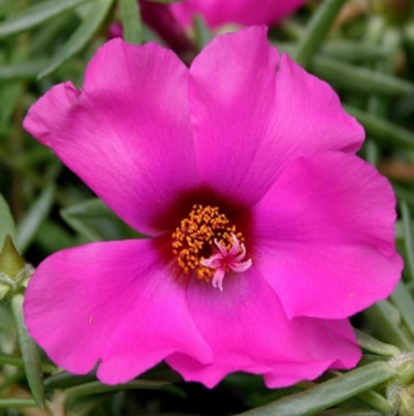 Heirloom Non-GMO Purple Portulaca Flower Seeds for Drought-Tolerant Summer Garden Planting