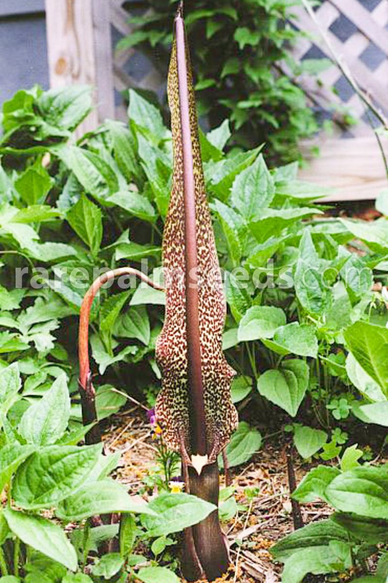 Sauromatum plantefrø til udplantning, 100 stk