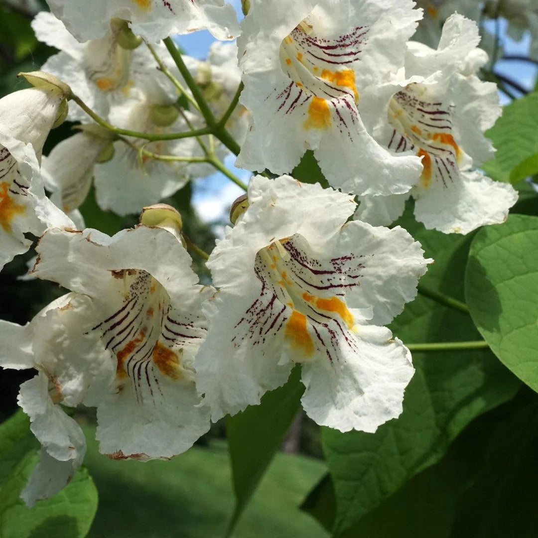 Heirloom Non-GMO White Catalpa Flower Seeds for Garden Planting – Fragrant Tree Blooms