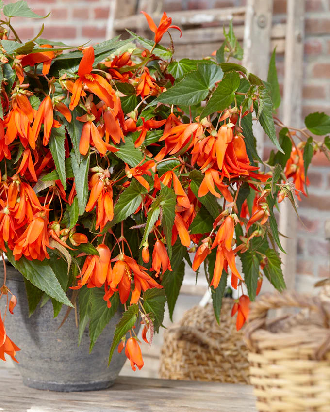 Begonia Boliviensis Blomsterfrø til udplantning - 100 stk