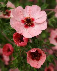 Pink Potentilla Nepalensis blomsterfrø til plantning - 100 stk