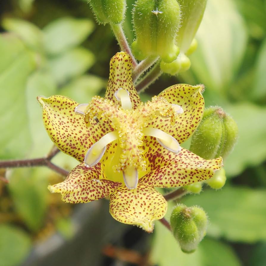 Heirloom Non-GMO Green Brown Tricyrtis Flower Seeds for Shade Garden Planting