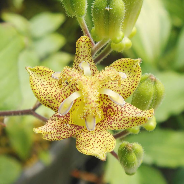 Heirloom Non-GMO Green Brown Tricyrtis Flower Seeds for Shade Garden Planting