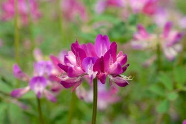 Pink Astragalus Sinicus blomsterfrø til udplantning, 100 stk