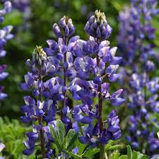 Lavender Arroyo Lupine Flower Seeds for Planting