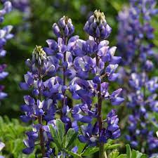 Lavender Arroyo Lupine Flower Seeds for Planting - 100 pcs