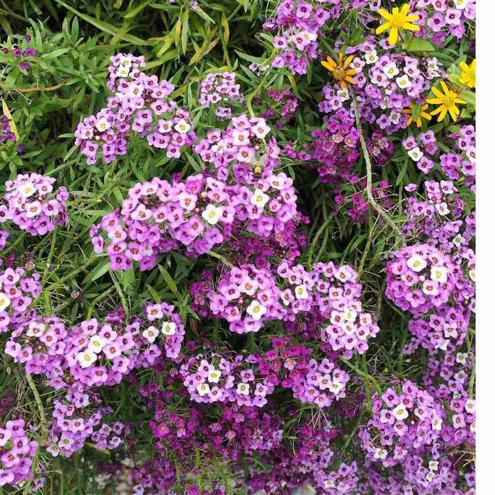 Alyssum flerårige blomsterfrø til plantning, arvestykke, ikke-GMO, 100 stk.